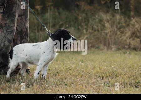 Der junge Hund an der Leine steht neben seinem Besitzer auf dem Land. Stockfoto