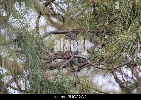 Asian Barred Owlet, Glaucidium cuculoides, Uttarakhand, Indien Stockfoto