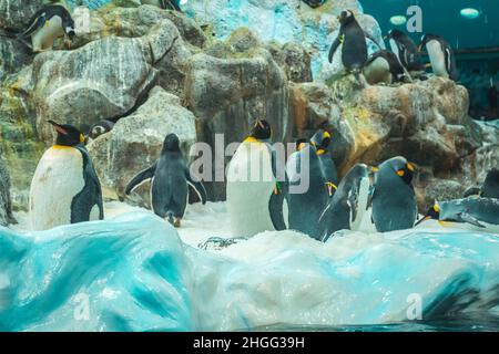 Eine Schar von Pinguinen auf den Felsen im Loro Parque, Teneriffa Stockfoto