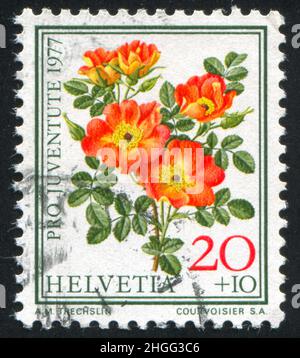 SCHWEIZ - UM 1977: Briefmarke gedruckt von der Schweiz, zeigt Blumenrose, um 1977. Stockfoto