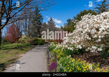 Queen Elizabeth Park Steinbruchgärten an sonnigen Tagen, schöne Blumen in voller Blüte. Vancouver, BC, Kanada. Stockfoto