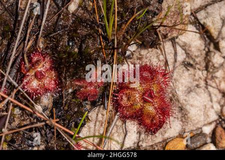 Rote Rosetten von Drosera admirabilis, einer fleischfressenden Pflanze, gesehen auf dem Kogelberg bei Kleinmond am Westkap von Südafrika Stockfoto