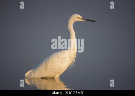 Intermediate Egret, Ardea intermedia, Ranthambhore Tiger Reserve, Rajasthan, Indien Stockfoto