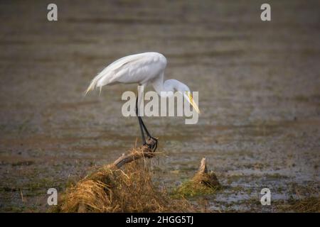 Intermediate Egret, Ardea intermedia, Ranthambhore Tiger Reserve, Rajasthan, Indien Stockfoto