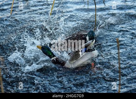 Zwei männliche Stockenten kämpfen, diss, norfolk, england Stockfoto