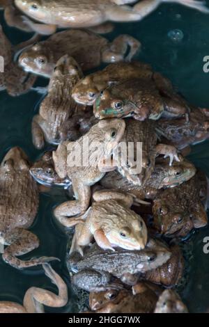 Chinesischer Bullfrog (Hoplobachus rugulosus) - Diese Frösche werden in Südostasien künstlich für die Nahrung gezüchtet. Thailändischer Markt. So genannte Feuchtmärkte Stockfoto