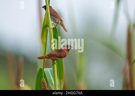 Die schuppige munia oder die gefleckte munia (Lonchura punctulata) Stockfoto