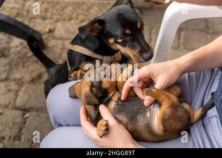 Ein Monat alter brauner brindin Jack Russell Welpe liegt auf dem Schoß einer Frau. Sie streichelt den weichen Bauch des Hundes. Mutter Hund beobachtet. Draußen in der Sonne für die Stockfoto