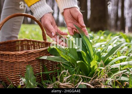 Frau pflückt im Wald Bärlauch (Allium ursinum). Bei der Ernte von Ramson wird Kraut in einen Weidenkorb gelegt Stockfoto