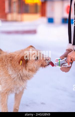 Ein streunender Hund im Winter. Ein Porträt eines großen gemischten streunenden Hundes Stockfoto