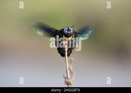 Carpenter Bee, Xylocopa latipes, Satara, Maharashtra, Indien Stockfoto