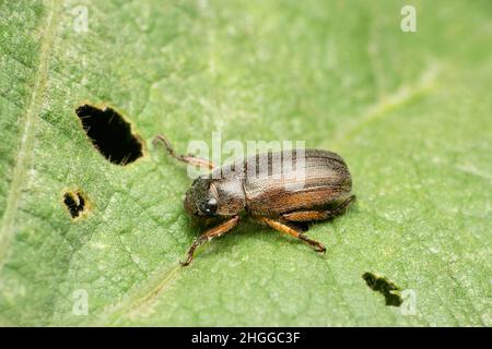 Gewöhnlicher Mistkäfer, Satara, Maharashtra, Indien Stockfoto