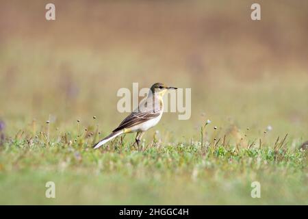 Gelbe Bachstelze, Motacilla flava, Satara, Maharashtra, Indien Stockfoto