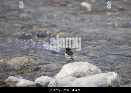 Weiß gebräunter Wagtail, Motacilla maderaspatensis, Uttarakhand, Indien Stockfoto