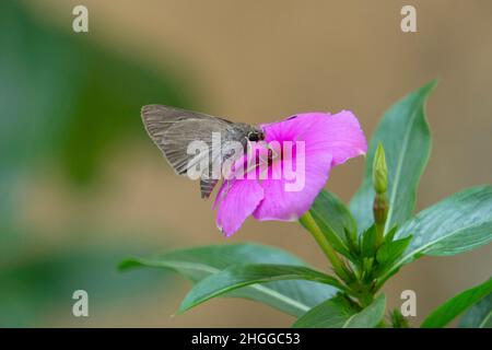 Schneller Schmetterling auf Blume von Madagaskar periwinkle, Catharanthus roseus, Satara, Maharashtra, Indien Stockfoto