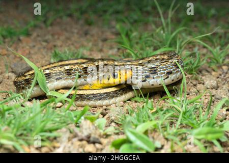 Buff gestreifter Kielback, Amphiesma stolatum, Satara, Maharashtra, Indien Stockfoto