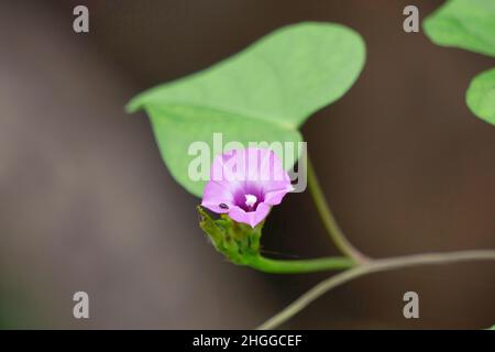 Viola Blume, Viola odorata, Satara, Maharashtra, Indien Stockfoto