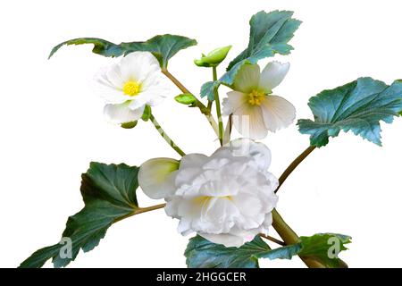 Sanfte Blüten von weißer Doppelbegonie aus der Nähe, auf weißem Hintergrund isoliert. Begonia ist eine elegante, blühende dekorative Topfpflanze für den Garten, Stockfoto