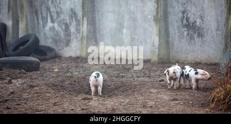 Gefleckte Ferkel auf einem Bio-Bauernhof in den niederlanden Stockfoto