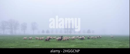 Schafe in nebliger Wiese in der Nähe Bauernhof in den. niederlande Stockfoto