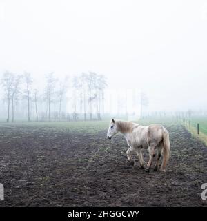 Weißes Pferd im nebligen Winterfeld in der Nähe von veenendaal in den niederlanden Stockfoto