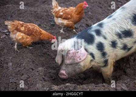 Schwein wurzelt im Schlamm und Hühner frei auf Bio-Bauernhof in holland Stockfoto