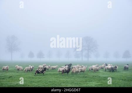 Schafe in nebliger Wiese in der Nähe Bauernhof in den. niederlande Stockfoto