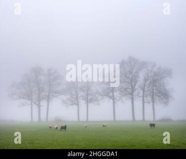 Schafe in nebliger Wiese in der Nähe Bauernhof in den. niederlande Stockfoto