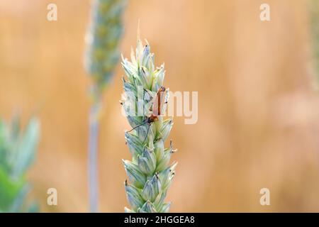 Käfer aus der Familie Oedemeridae, allgemein bekannt als falsche Blisterkäfer auf Weizenstielen. Stockfoto