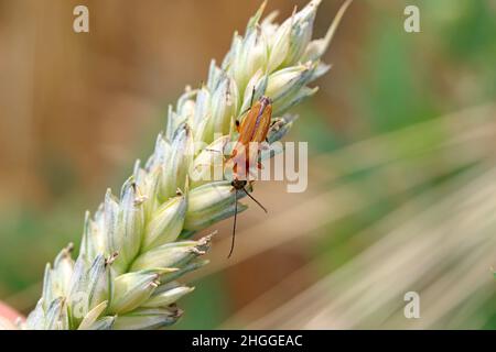 Käfer aus der Familie Oedemeridae, allgemein bekannt als falsche Blisterkäfer auf Weizenstielen. Stockfoto
