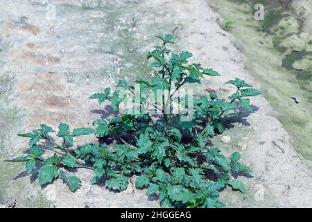 Solanum nigrum, der europäische schwarze Nachtschatten oder einfach nur schwarzer Nachtschatten oder Brombeernachtschatten. Weit verbreitetes und häufiges Unkraut in der Landwirtschaft. Stockfoto