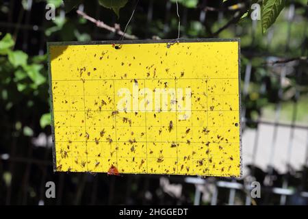 Gelb klebende Insektenfalle - wird bei der Überwachung und dem Fallen von Pflanzenschädlingen verwendet. Stockfoto