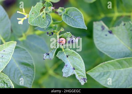 Larve des Kartoffelkäfers von Colorado - Leptinotarsa decemlineata, die von einem Insektizid auf einem Kartoffelblatt getötet wurde Stockfoto