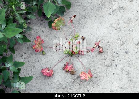 Geranium pusillum, allgemein bekannt als kleiner Kranichschnabel oder kleine Geranium. Weit verbreitetes und häufiges Unkraut in landwirtschaftlichen und gartenbaulichen Kulturen Stockfoto