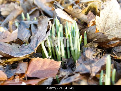 Ein Fleck von Schneeglöckchen, die aus dem Boden in den Wäldern hervortreten (galanthus nivalis) Stockfoto