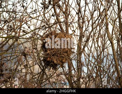 Graue Eichhörnchen sind tagaktiv und einsam und verbringen ihre Nächte in gemütlichen Häusern in Bäumen, genannt Dreys. Sie werden auch bei schlechtem Wetter Schutz bieten. Stockfoto