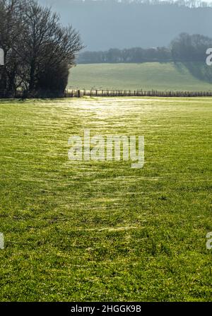 Spinnweben über das Gras in einem tauen Feld in der Morgensonne Stockfoto