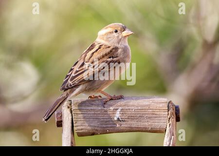 Weiblicher Haussperling (Passer domesticus) Sussex Garden, Großbritannien Stockfoto