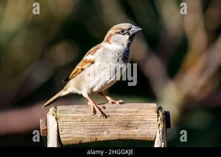 Männlicher Haussperling (Passer domesticus) Sussex Garden, Großbritannien Stockfoto