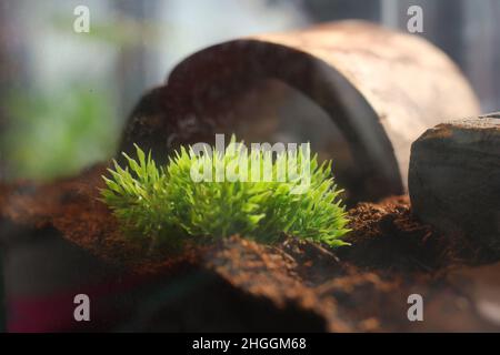 Büschel von grünem Plastikgras, das im Tierkäfig thront, um den natürlichen Lebensraum und die Umwelt zu imitieren. Stockfoto