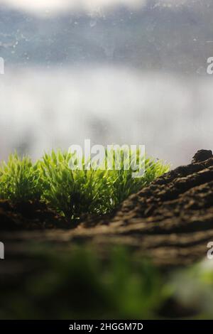 Büschel von grünem Plastikgras, das im Tierkäfig thront, um den natürlichen Lebensraum und die Umwelt zu imitieren. Stockfoto