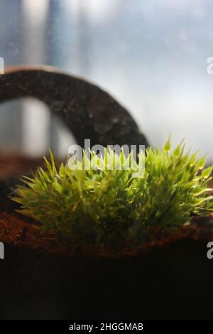 Büschel von grünem Plastikgras, das im Tierkäfig thront, um den natürlichen Lebensraum und die Umwelt zu imitieren. Stockfoto