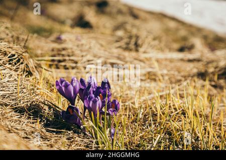 Rasen in den Bergen mit Krokus-lila Blüten, Frühling Stockfoto