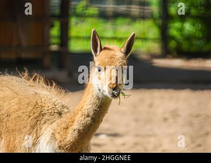 Junger lama, der im zoologischen Garten Heu isst Stockfoto