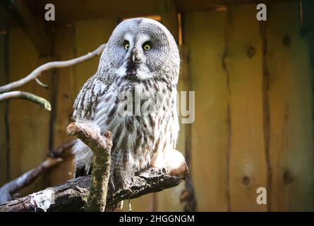 Große Graueule, Waldgeier, Strix nebulosa. Wunderschöner Wildvögel. Stockfoto