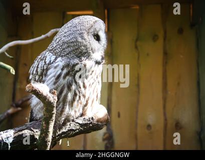 Große Graueule, Waldgeier, Strix nebulosa. Wunderschöner Wildvögel. Stockfoto