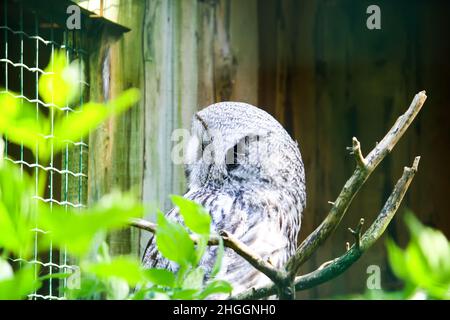 Große Graueule, Waldgeier, Strix nebulosa. Wunderschöner Wildvögel. Stockfoto