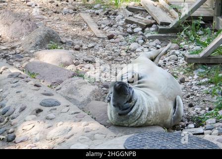 Ein junger, grauer Robbenhund, der auf dem Boden liegt. Stockfoto