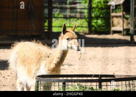 Junger lama, der im zoologischen Garten Heu isst Stockfoto