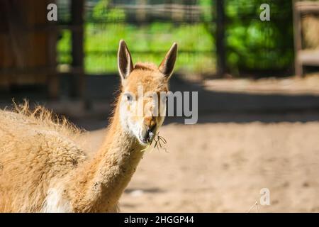 Junger lama, der im zoologischen Garten Heu isst Stockfoto